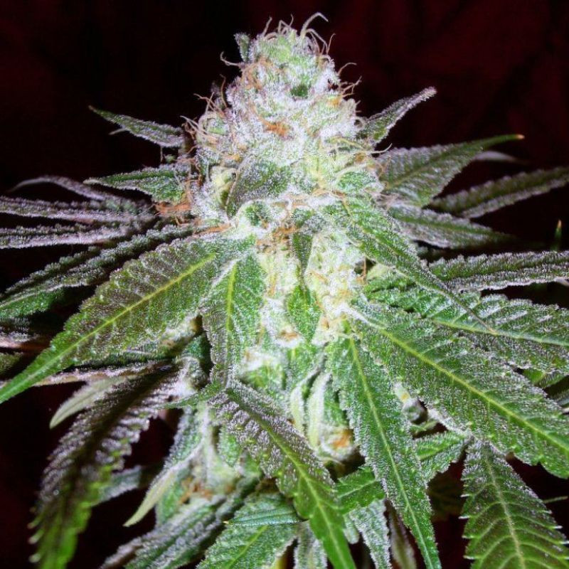 nasiona marihuany Dubai Poison Auto