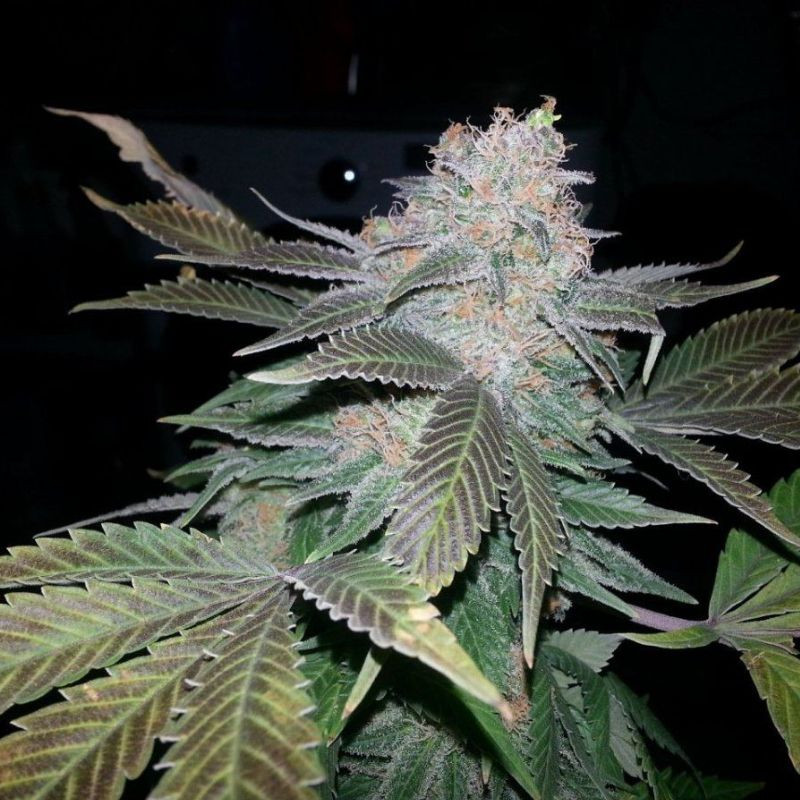 nasiona marihuany Fat Bastard Auto