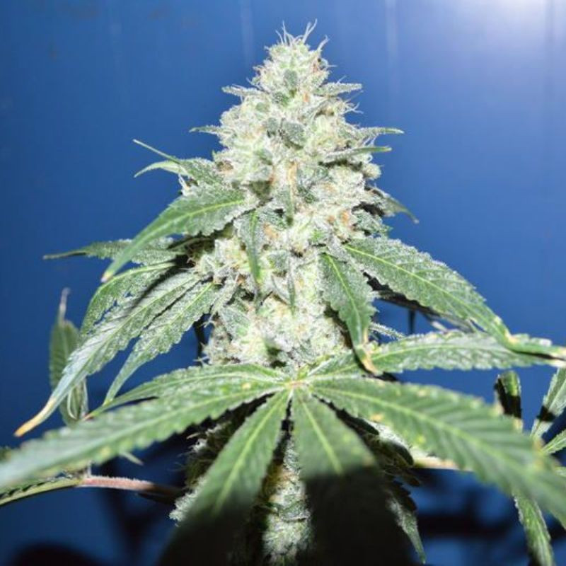 nasiona marihuany Florida Sunrise Auto
