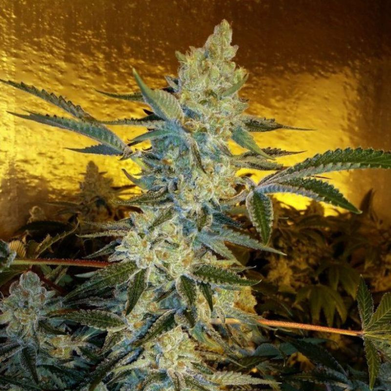 nasiona marihuany Forbidden Glue Auto