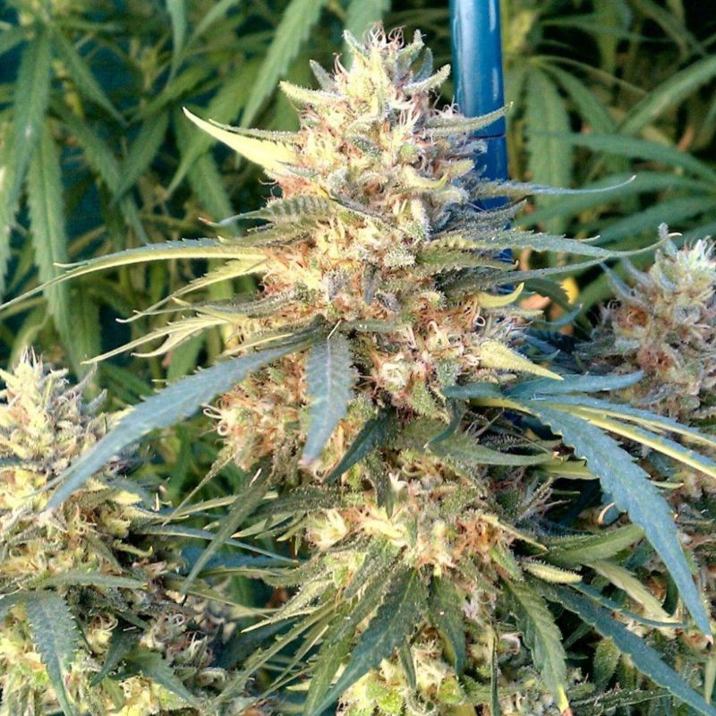 nasiona marihuany Forbidden Runtz Auto