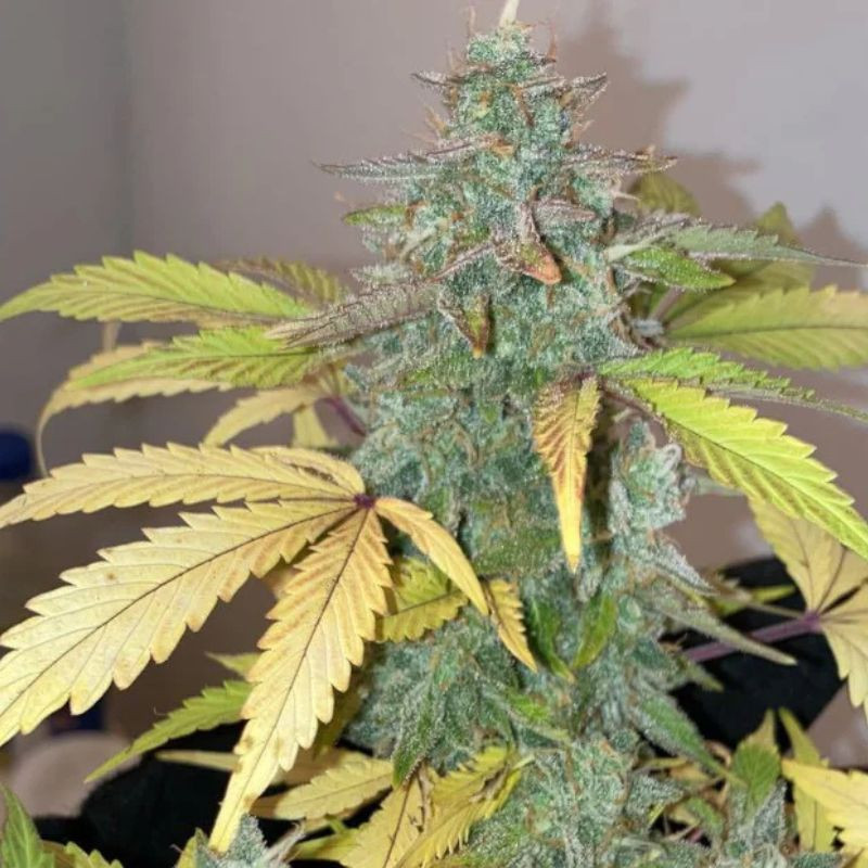 nasiona marihuany Frozen Face Auto