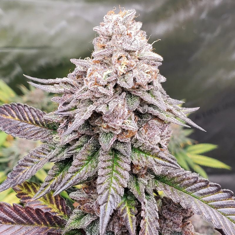 nasiona marihuany Garlic Budder Auto