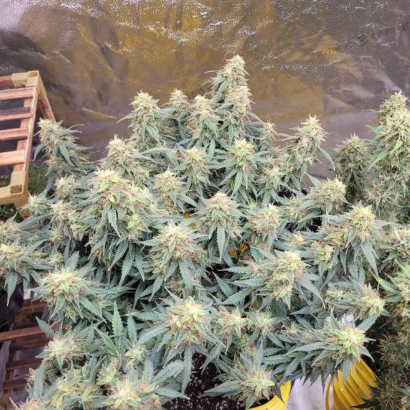 Nasiona marihuany Amnesia Jelly Auto