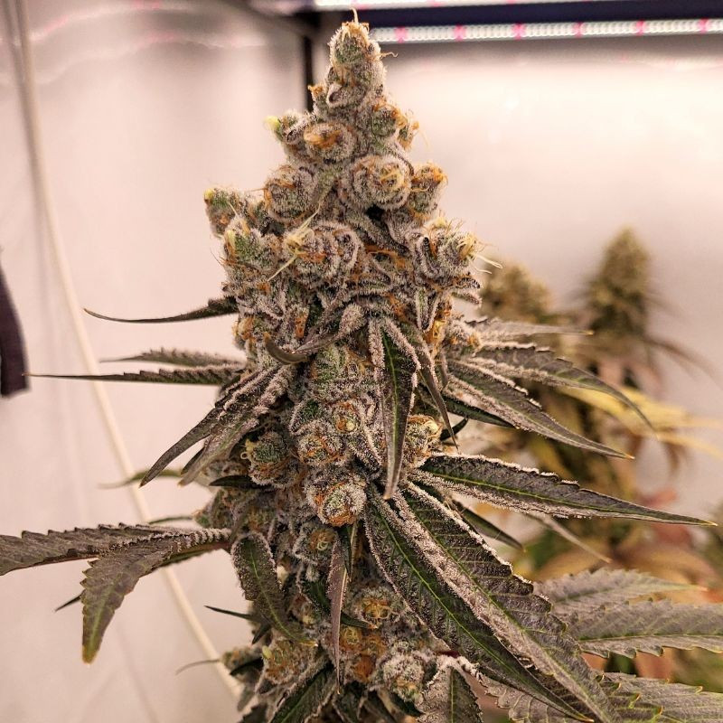 nasiona marihuany Dutch Kush