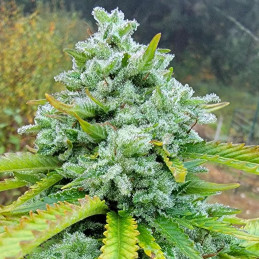 nasiona marihuany White Widow Haze