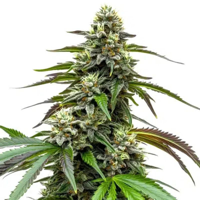 nasiona marihuany White LSD Auto