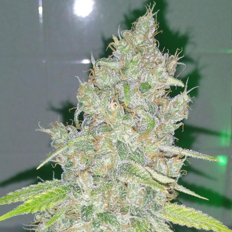 nasiona marihuany AMG - Amnesia Mac Ganja