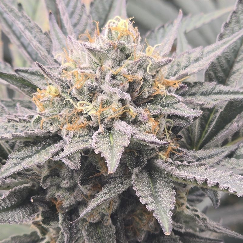 nasiona marihuany Bubble Kush Automatic