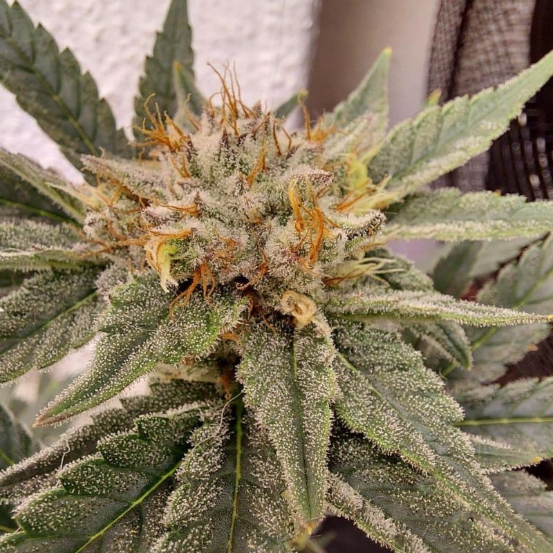nasiona marihuany Bubblegum XL