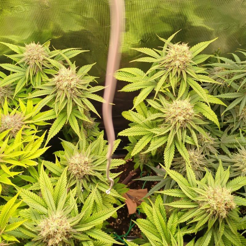 nasiona marihuany Easy Bud Auto