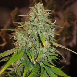 nasiona marihuany Fast Eddy Automatic CBD