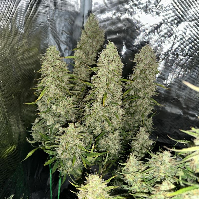 nasiona marihuany Green Crack Punch