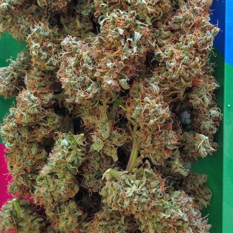 nasiona marihuany Haze Berry