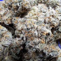 nasiona marihuany ICE