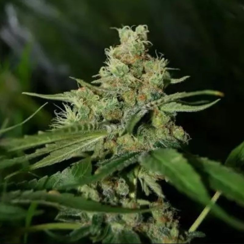 nasiona marihuany Medical Mass CBD