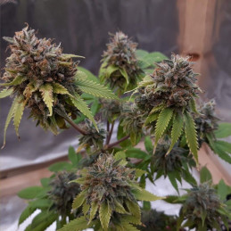 nasiona marihuany Painkiller XL CBD