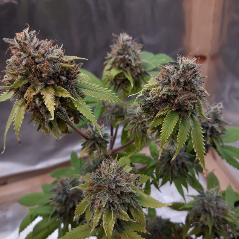 nasiona marihuany Painkiller XL CBD