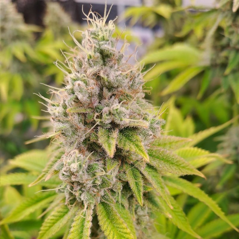 nasiona marihuany Pineapple Kush