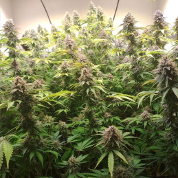 nasiona marihuany Power Flower
