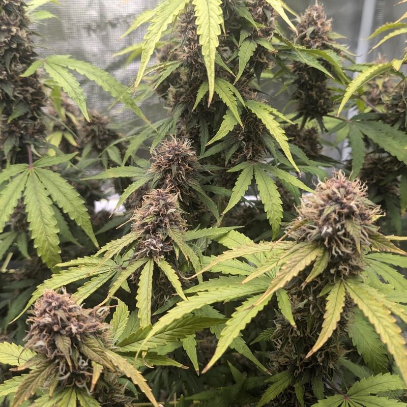 nasiona marihuany Purplematic CBD Auto