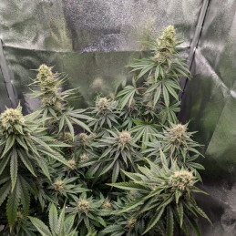 nasiona marihuany Royal Cheese Automatic