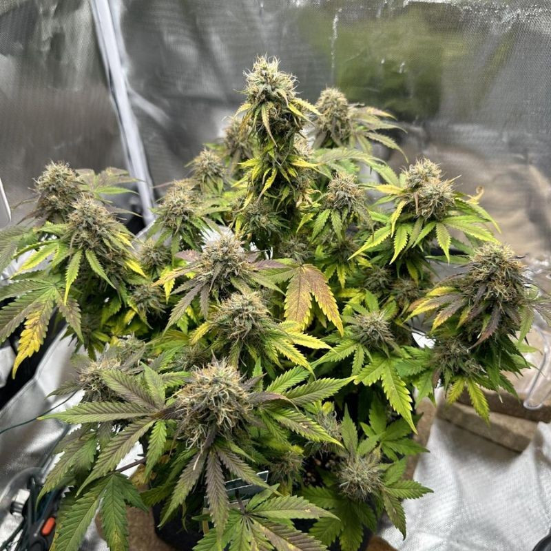 nasiona marihuany Royal Cookies Automatic