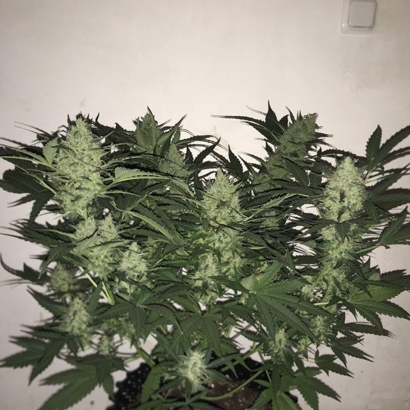 nasiona marihuany Royal Medic CBD