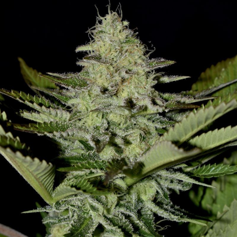nasiona marihuany Sherbet Queen