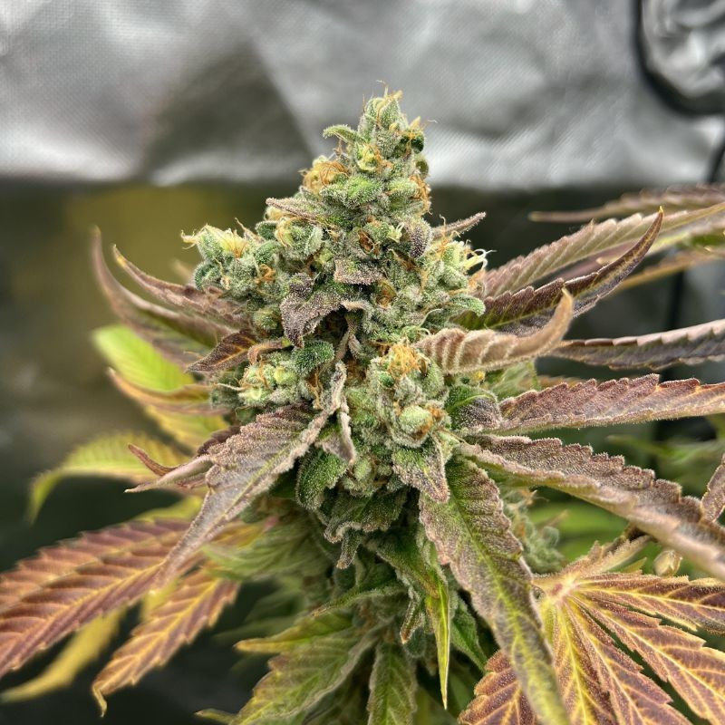 nasiona marihuany Sherbet Queen Auto