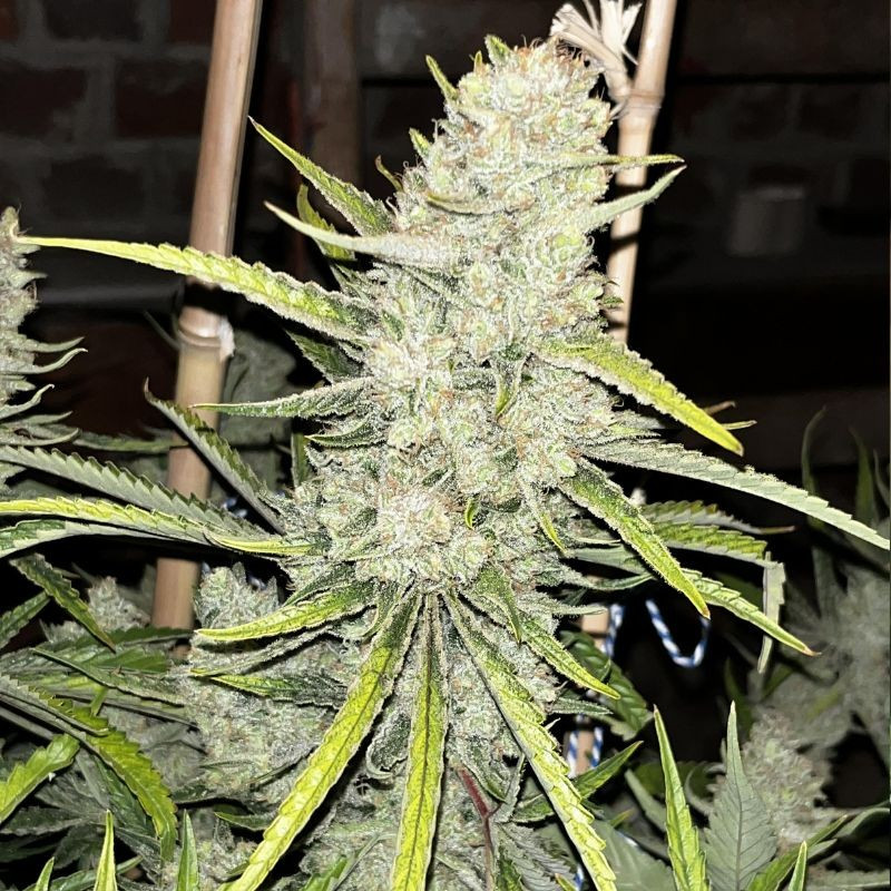 nasiona marihuany Shining Silver Haze