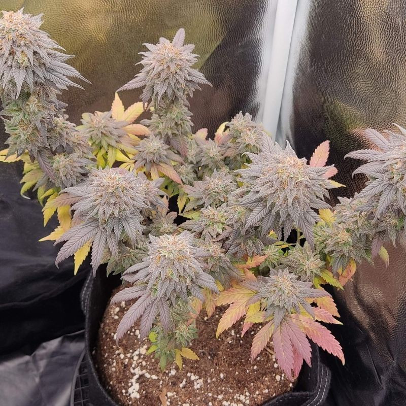 nasiona marihuany Special Kush 1