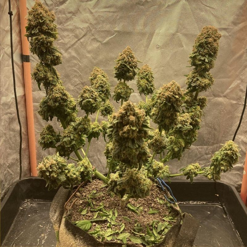 nasiona marihuany Tatanka Pure CBD