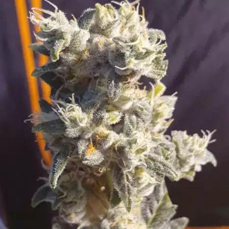 nasiona marihuany Auto Sweet Critical