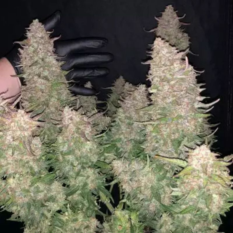 nasiona marihuany Auto Chocolate Skunk