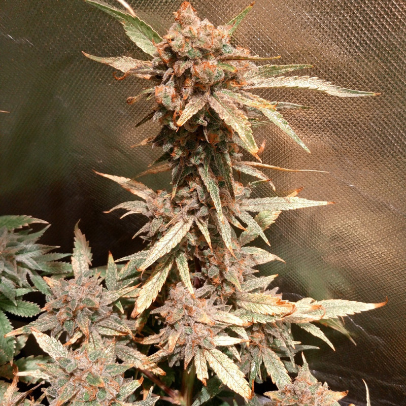 nasiona marihuany Caramel Kush