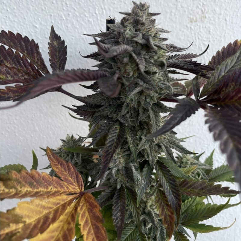 nasiona marihuany Chocolate Kush