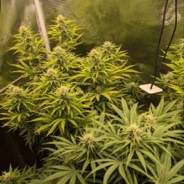 nasiona marihuany Do Si Dos Cookies