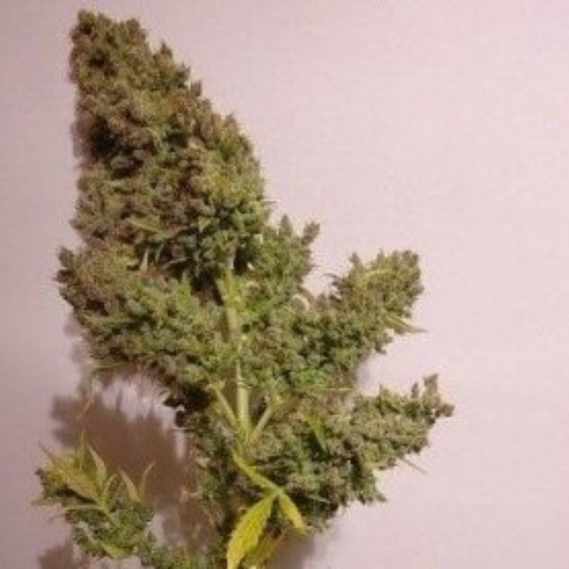 nasiona marihuany Auto Malawi X Northern Lights