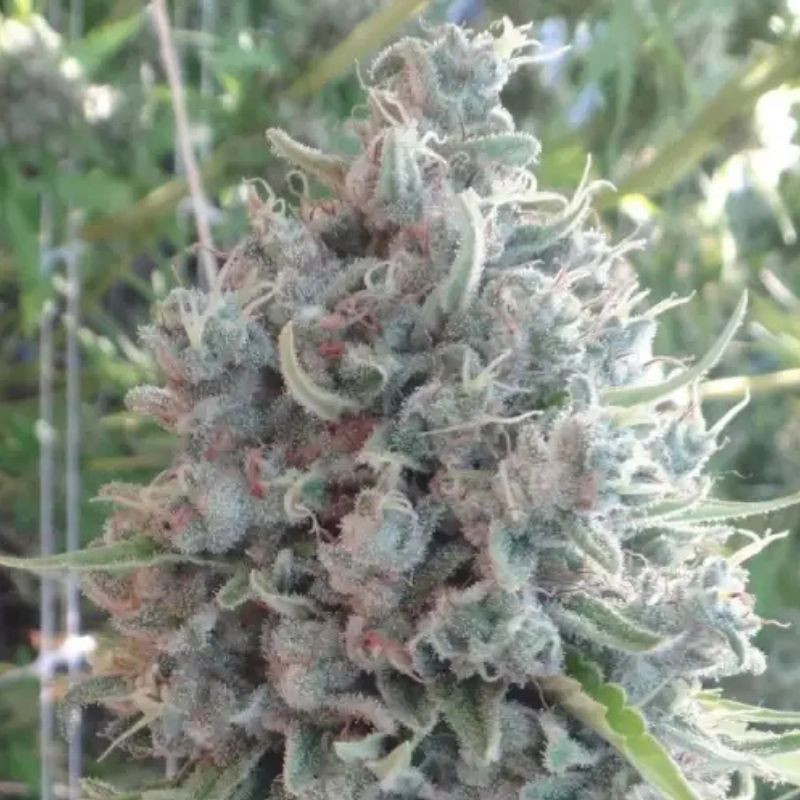 nasiona marihuany Bubba Kush x PCK