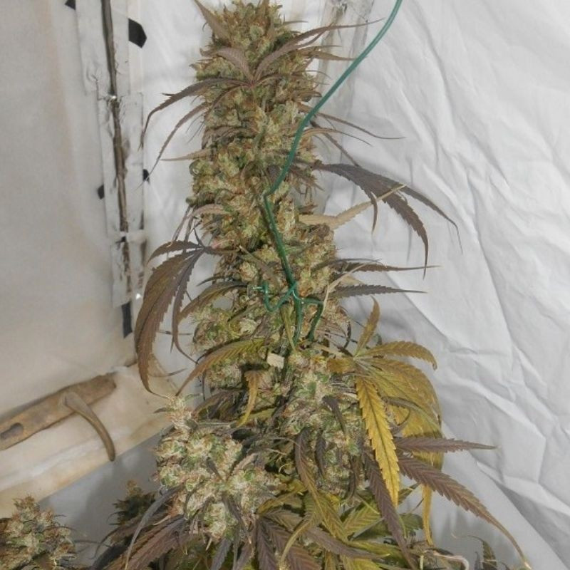 nasiona marihuany Haze X Kali China