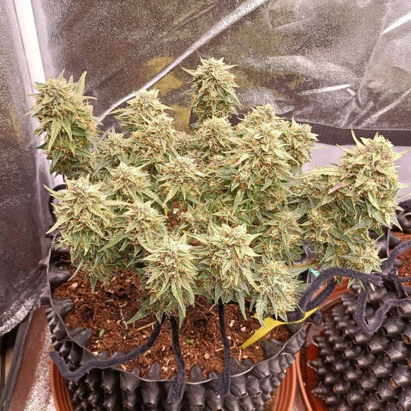 nasiona marihuany Malawi x Panama
