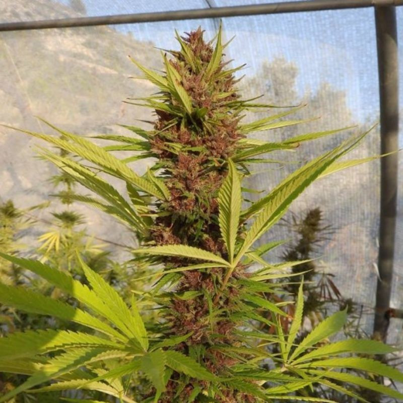 nasiona marihuany Malawi x PCK