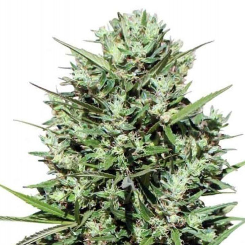 nasiona marihuany Morocco Beldia Kif