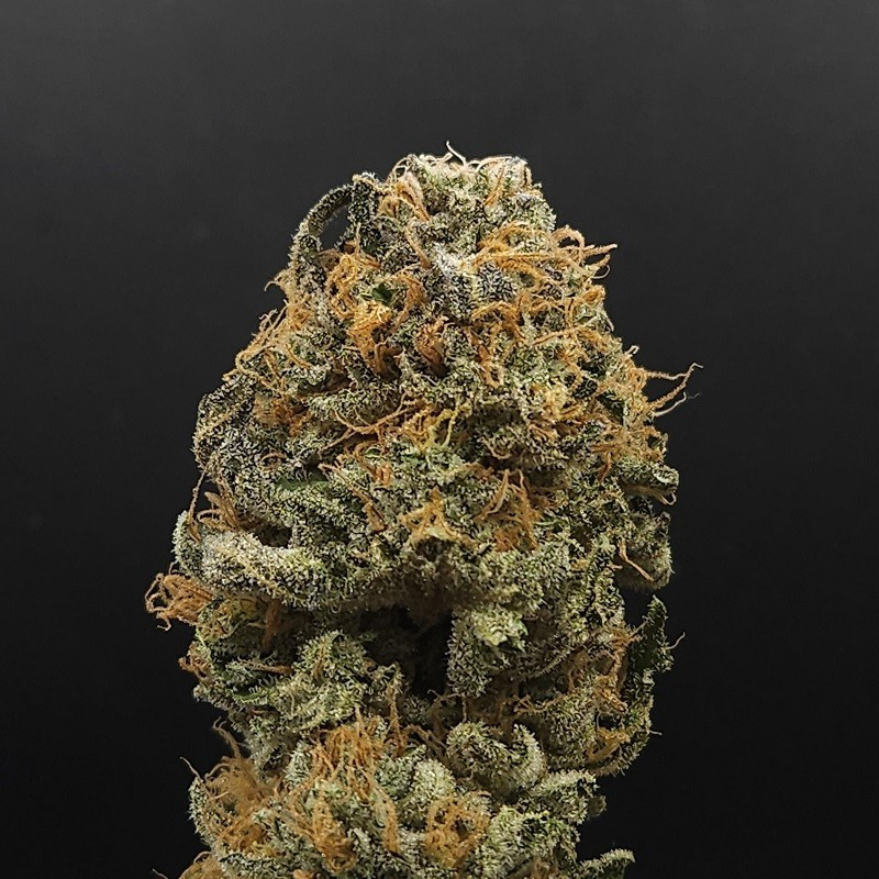 nasiona marihuany Nepal Jam x Kali China