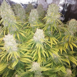 nasiona marihuany Orient Express