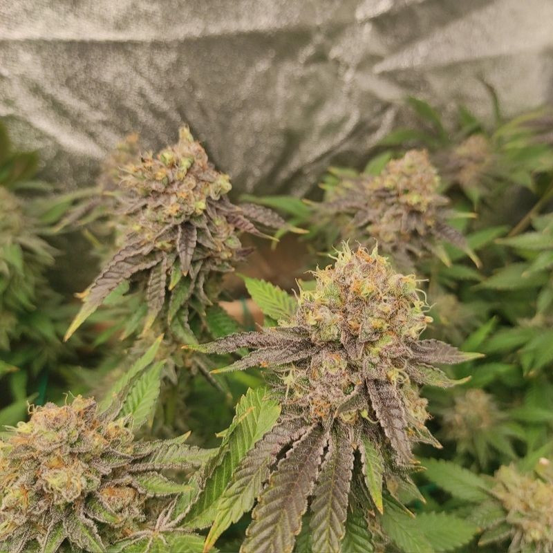 nasiona marihuany Panama