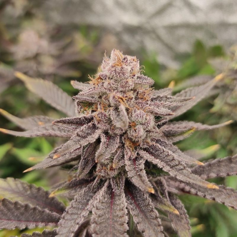 nasiona marihuany Panama Haze