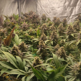 nasiona marihuany Panama x Bangi Haze