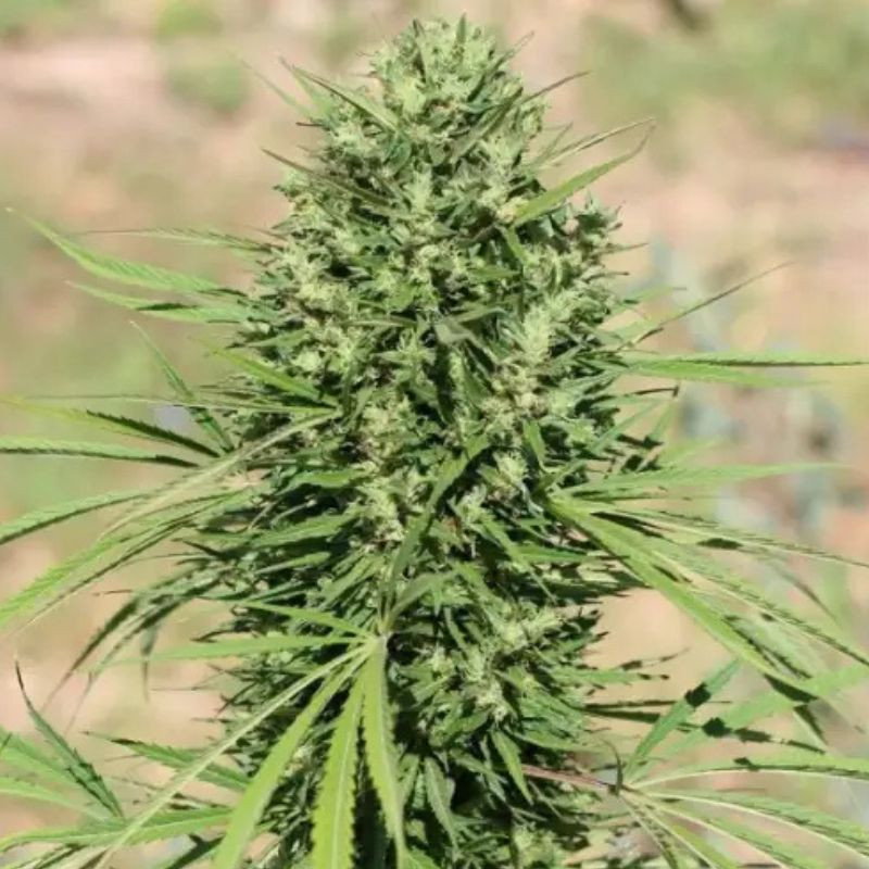 nasiona marihuany Panama x PCK
